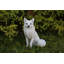 Figurine de renard assis-120612155