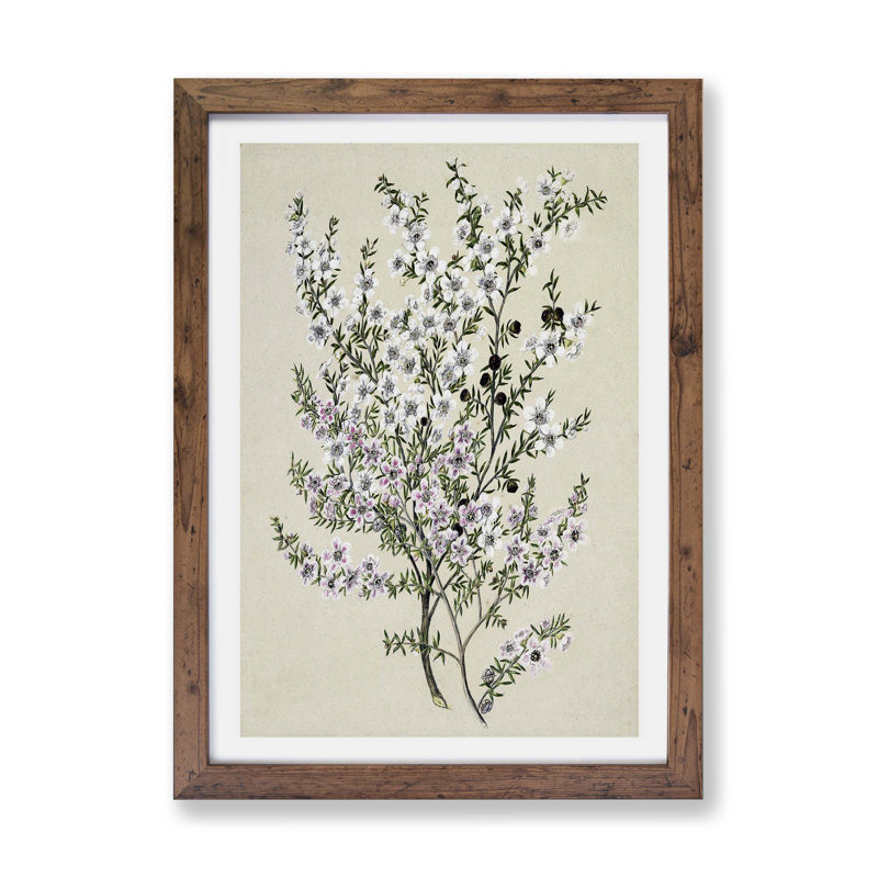 'Manuka Flowers' by Sarah Featon - Picture Frame Painting Print on Paper, 24cm H x 33cm W x 2cm D, Walnut