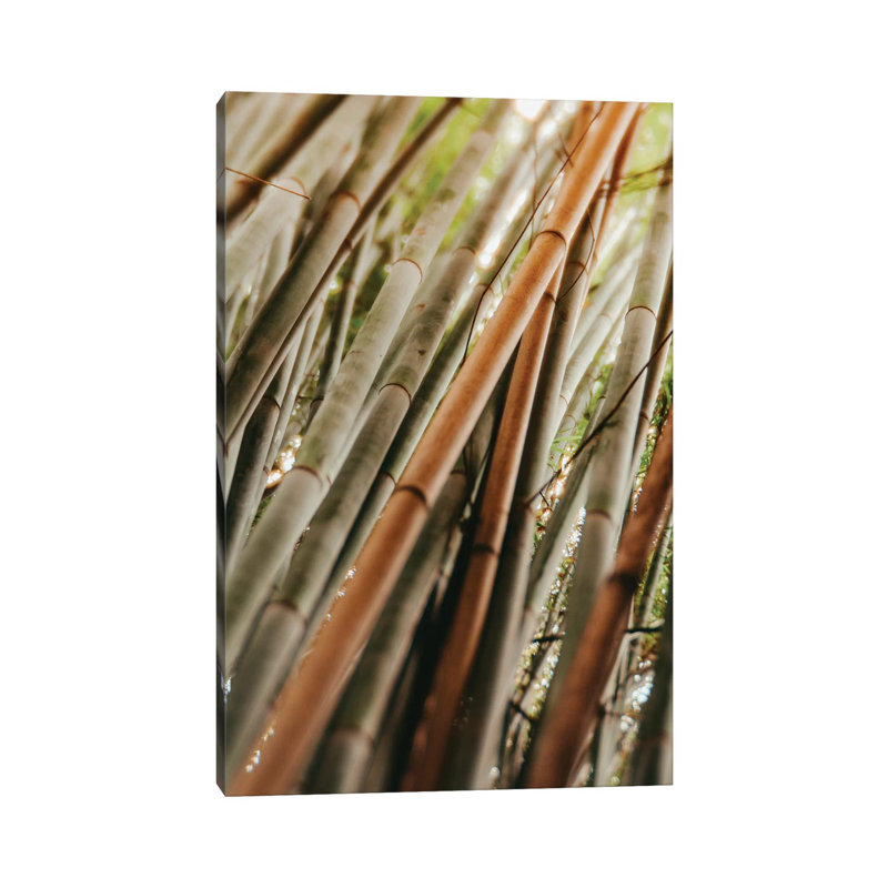 Bamboo Study LI - Wrapped Canvas Print, 66.04 cm H x 45.72 cm W x 1.91 cm D