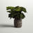22'' Faux Fiddle Leaf Fig Plant in Cement Planter