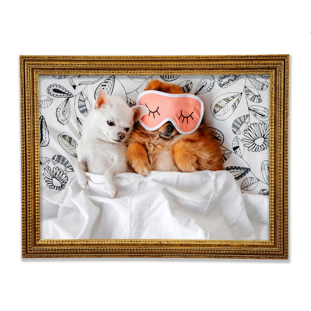 Gerahmtes Wandbild Chihuahua Bedtime Dog Love