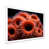 White Single Picture Framed