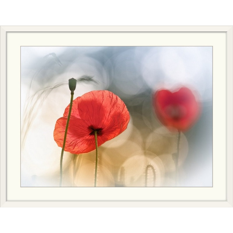 «Straub Morning Poppies» par Steve Moore - reproduction, H 22 po x l 30 po x P 1,5 po, Toile