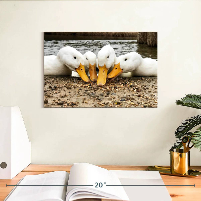 Pekin Ducks de Brampt, H 8 po x l 12 po
