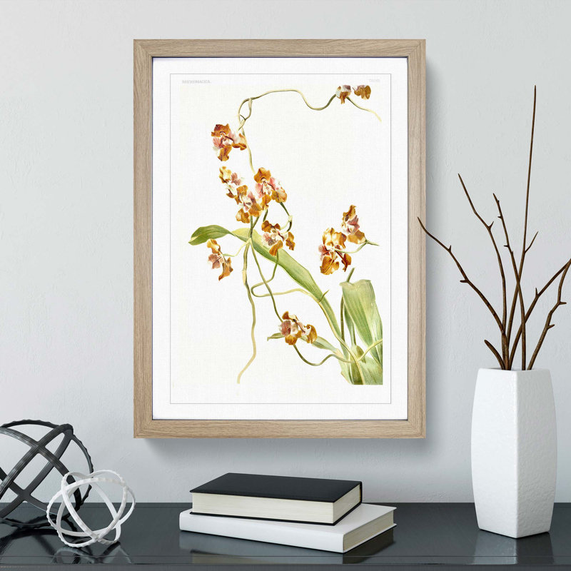 Magnolia Flowers Illustration Tab. 60 by Frederick Sander - Picture Frame Painting Print, 91cm H x 60cm W x 2cm D, Oak