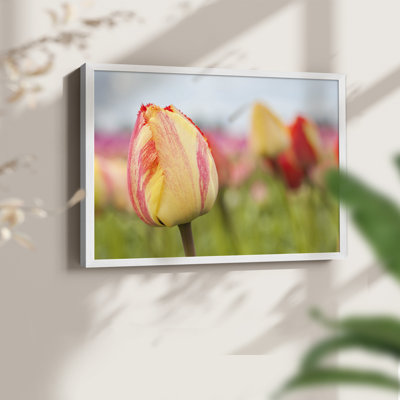 Spring Sherbet -Framed Print - Restickable