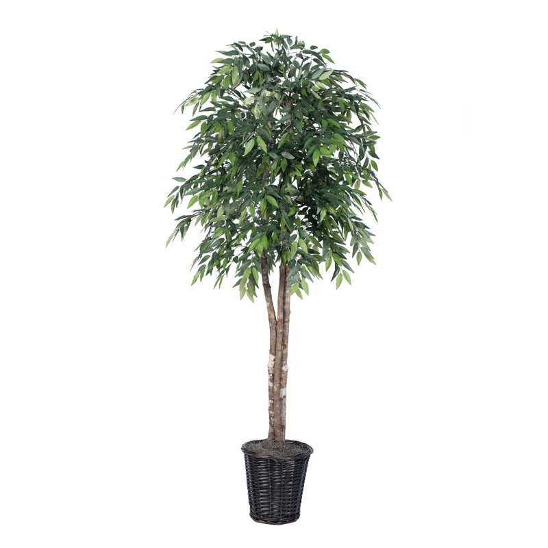 Arbre ficus de plancher dans un panier