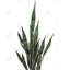 Snake Plant - Green Floral Canvas for Home Decor | Botanical Art