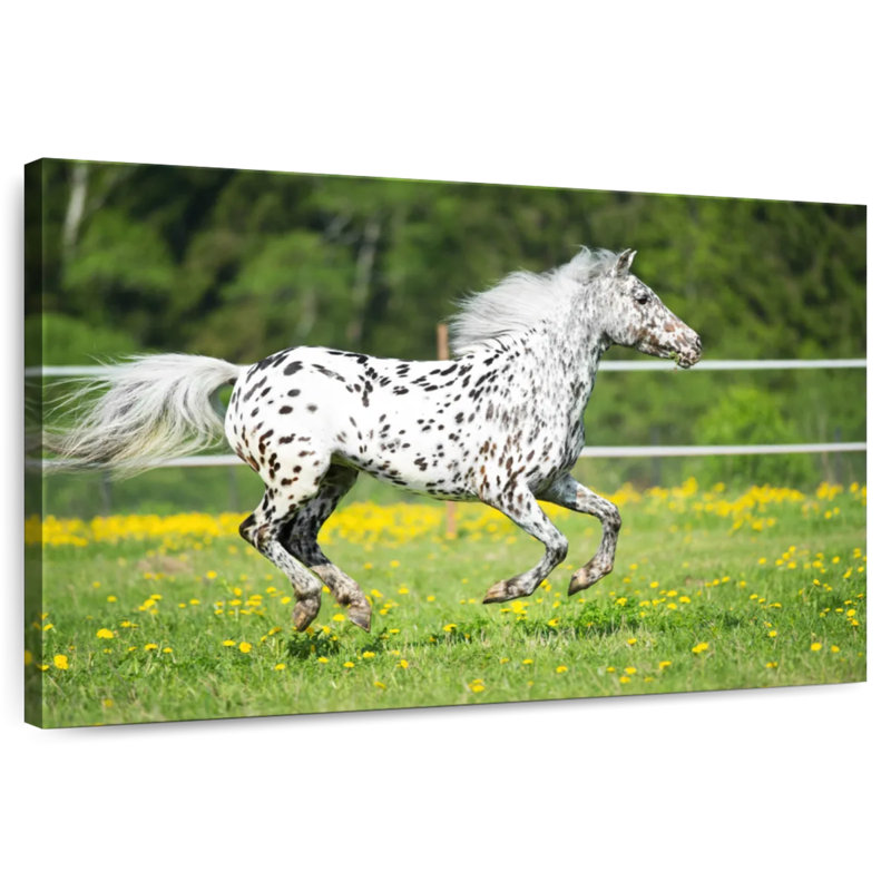 Crowle Appaloosa Horse, 34" H x 51" W