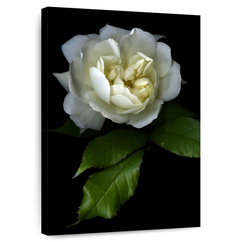 Rose blanche Harnek Lone, H 12 po x l 8 po