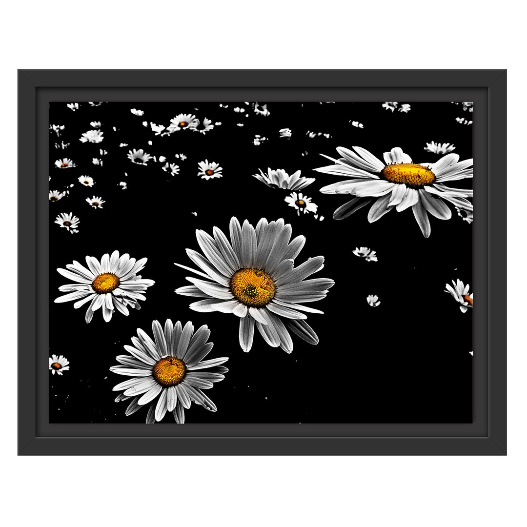 Gerahmter Fotodruck 'Tiny Daisies'