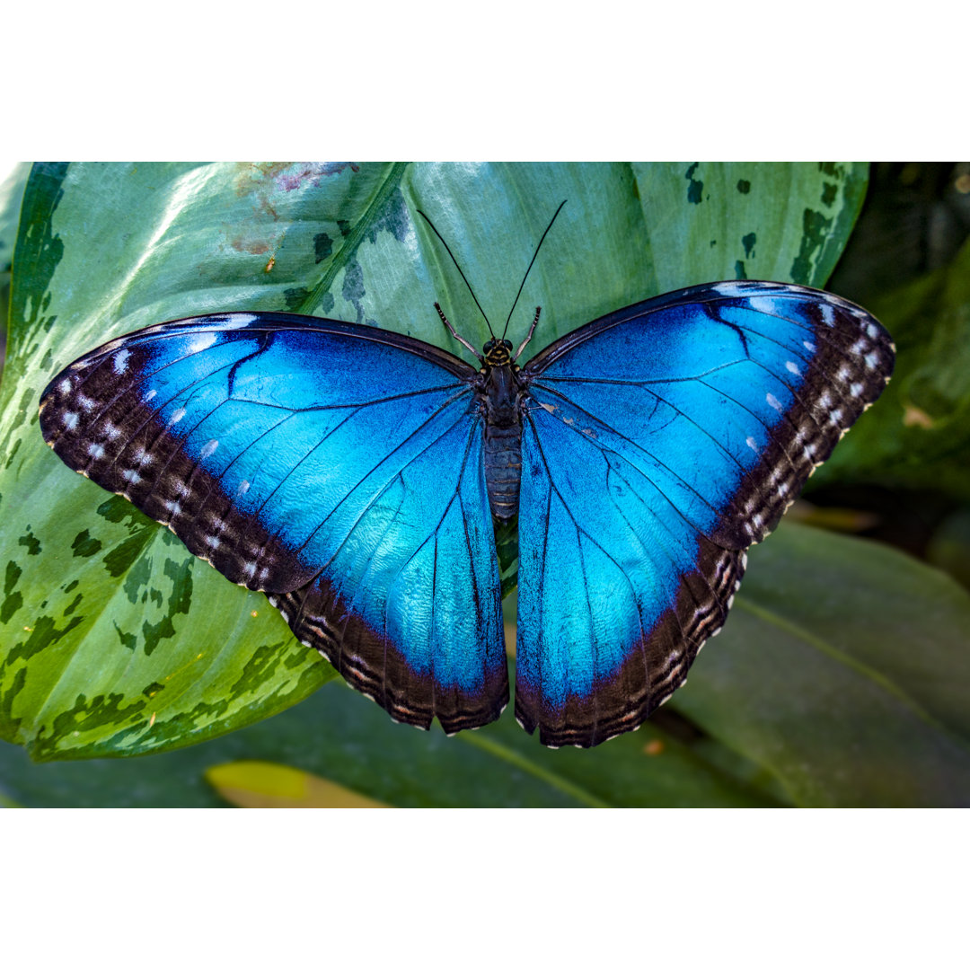 Blauer Morpho - Druck