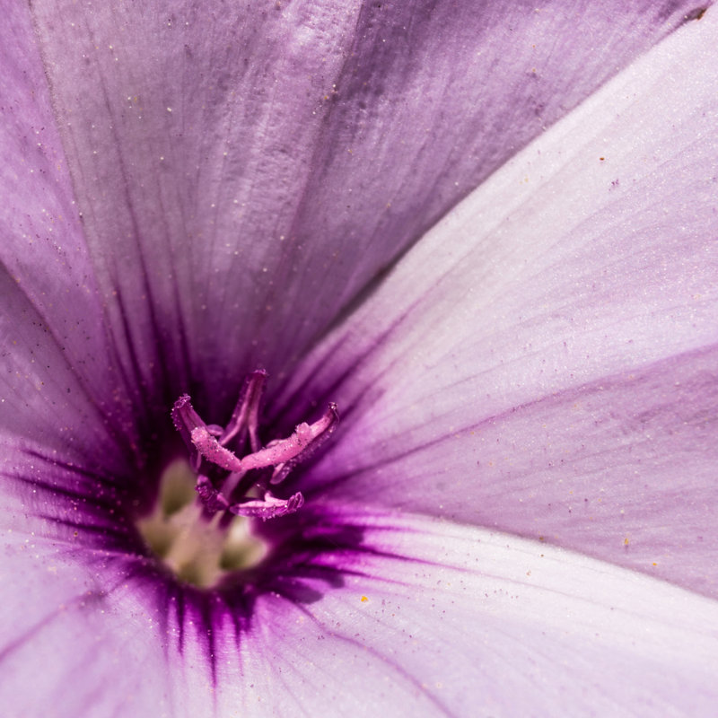Macro Plant Radiant Orchid - Wrapped Canvas Print, 30cm H x 30cm W