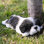 Shih Tzu Puppy Sleeping Statue