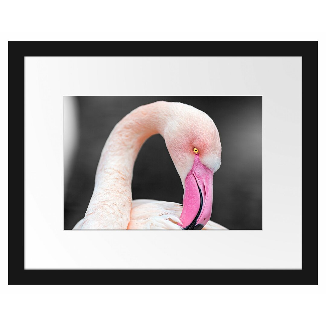 Gerahmtes Poster Flamingo putzt sein Gefieder