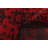 Oreilly Red Rug 2'9" x 9'5"