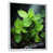 White Floater Framed