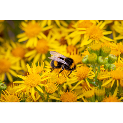 Bee And Ragwort Flowers by Lemanieh - Wrapped Canvas Print