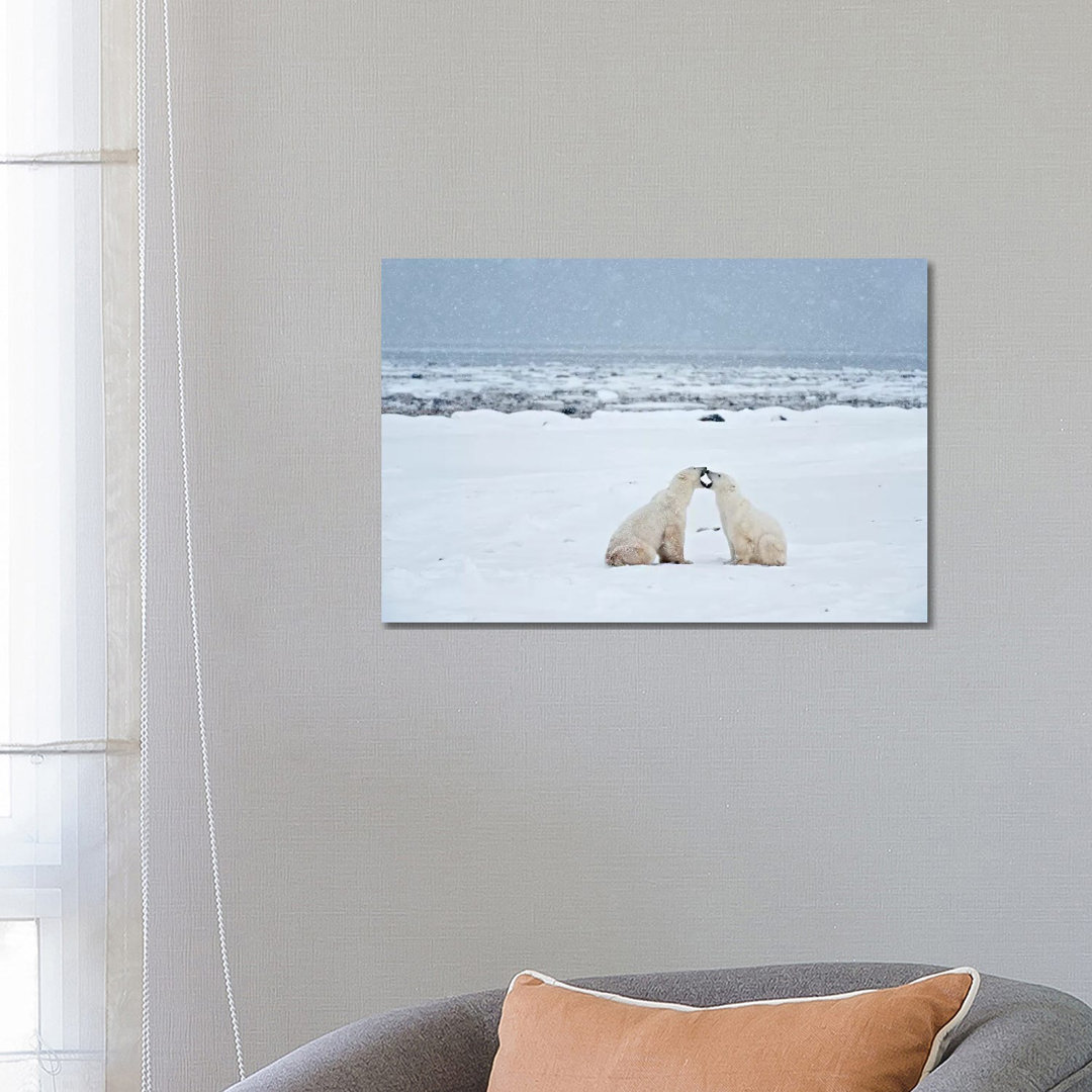 Canada, Manitoba, Churchill. Polar Bears On Frozen Tundra. by Jaynes Gallery - Wrapped Canvas Print