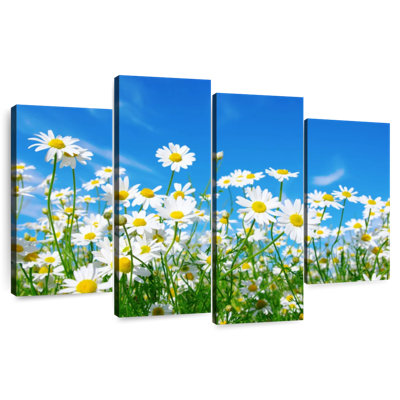 Pré de marguerites blanches