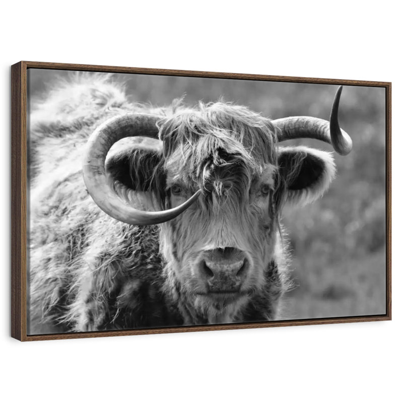 Monochrome Highland Cow, Floating Frame Walnut, 31" X 21"