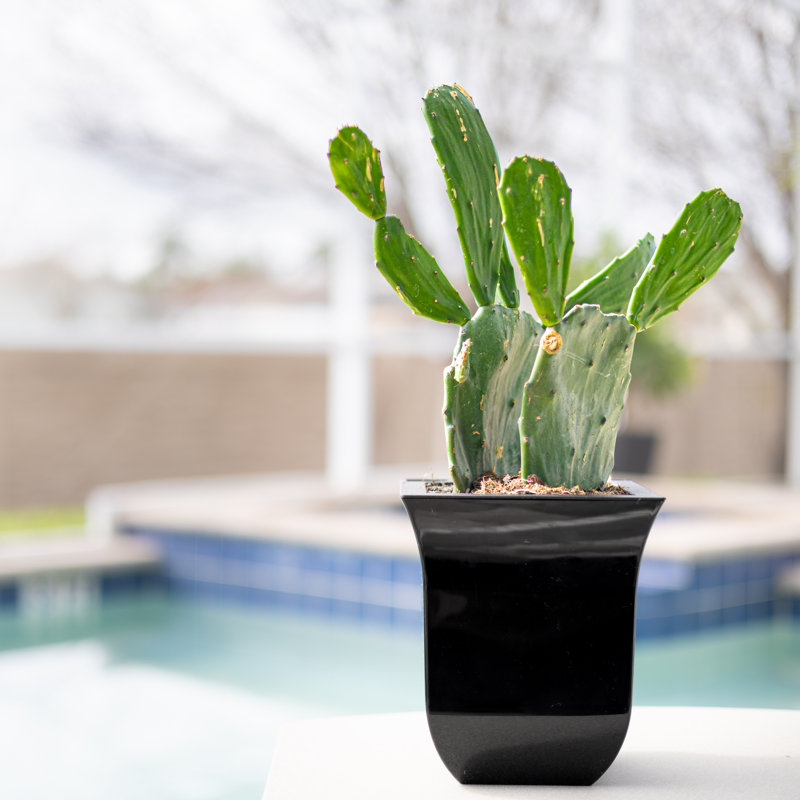 Nadija Pot Planter, Black