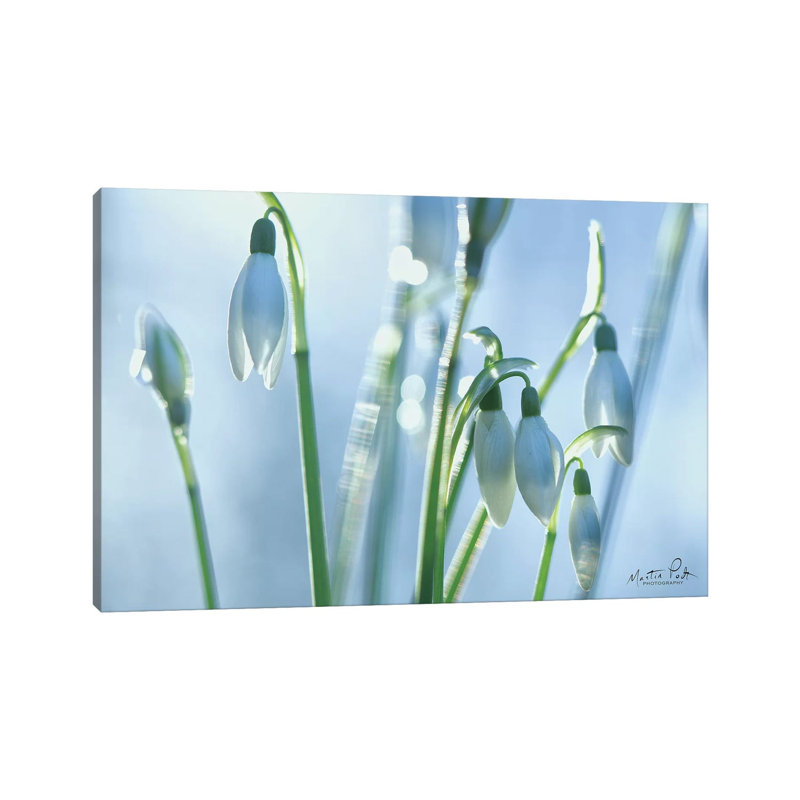 Couple Of Snowdrops by Martin Podt - Wrapped Canvas Print, 20.32 cm H x 30.48 cm W