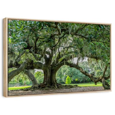 Audubon Park Oak Tree