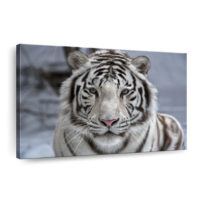 Tigre blanc en voie de disparition