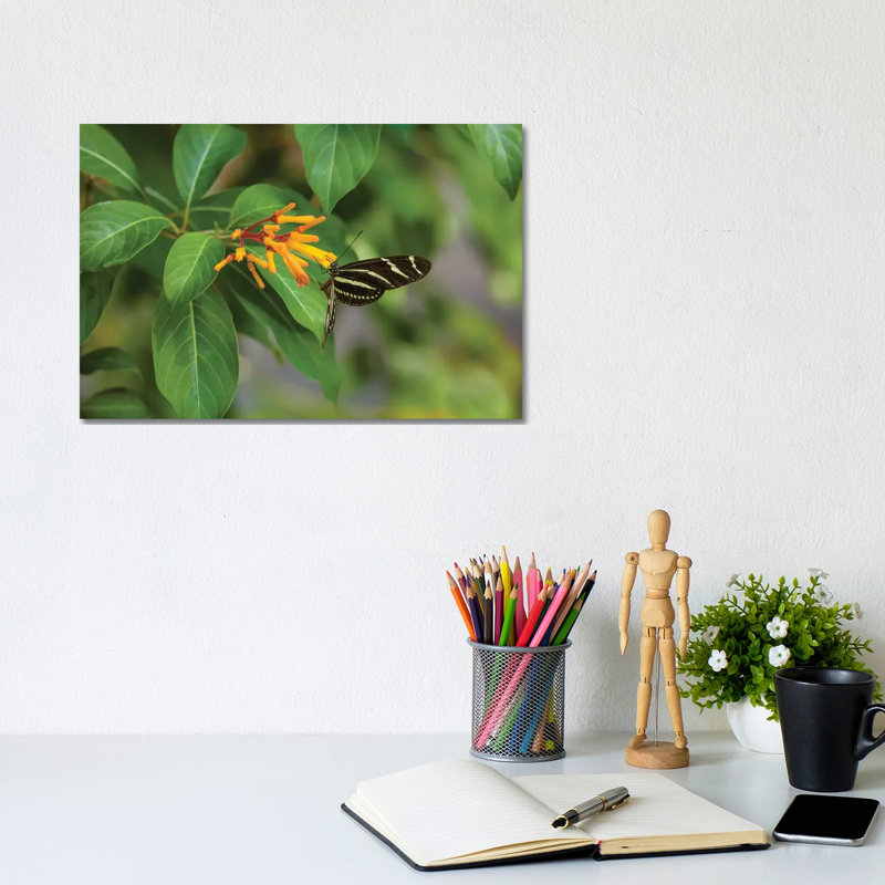 Close-Up Of Zebra Longwing (Heliconius Charithonia) Butterfly Pollinating Flowers, Florida, USA - Wrapped Canvas Print
