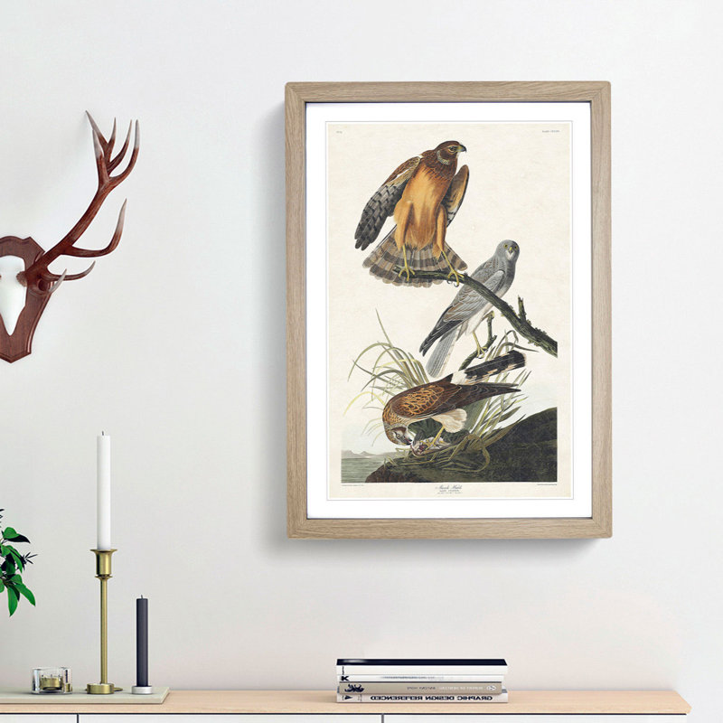 Marsh Hawks by John Audubon - Picture Frame Painting Print, Oak Framed, 48cm H x 36cm W x 2cm D