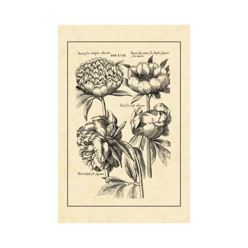 Vintage Besler II by Basilius Besler - Wrapped Canvas Print, 101.6 cm H x 66.04 cm W x 3.175 cm D