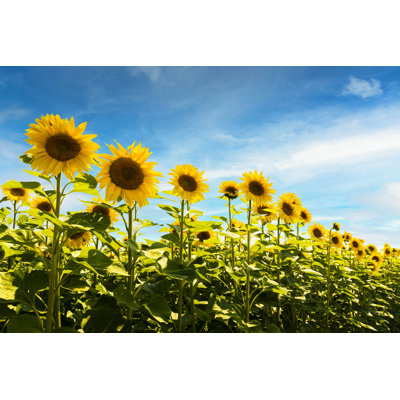Field Of Sunflowers - Wrapped Canvas Print