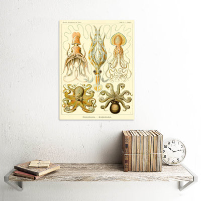 Nature Ernst Haeckel Octopus Biology Germany Vintage by Ernst Haeckel - No Frame Print