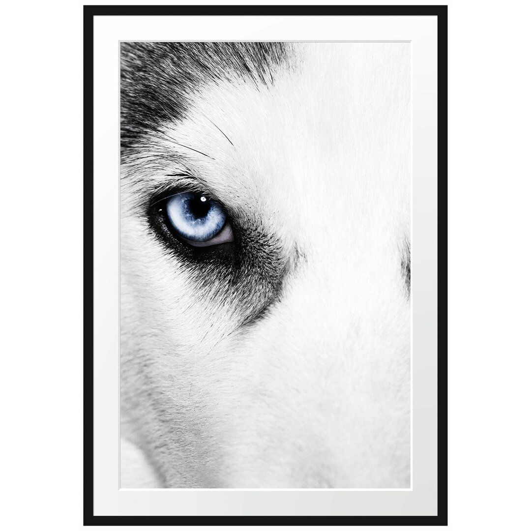 Gerahmtes Poster Husky mit Eisblauen Augen