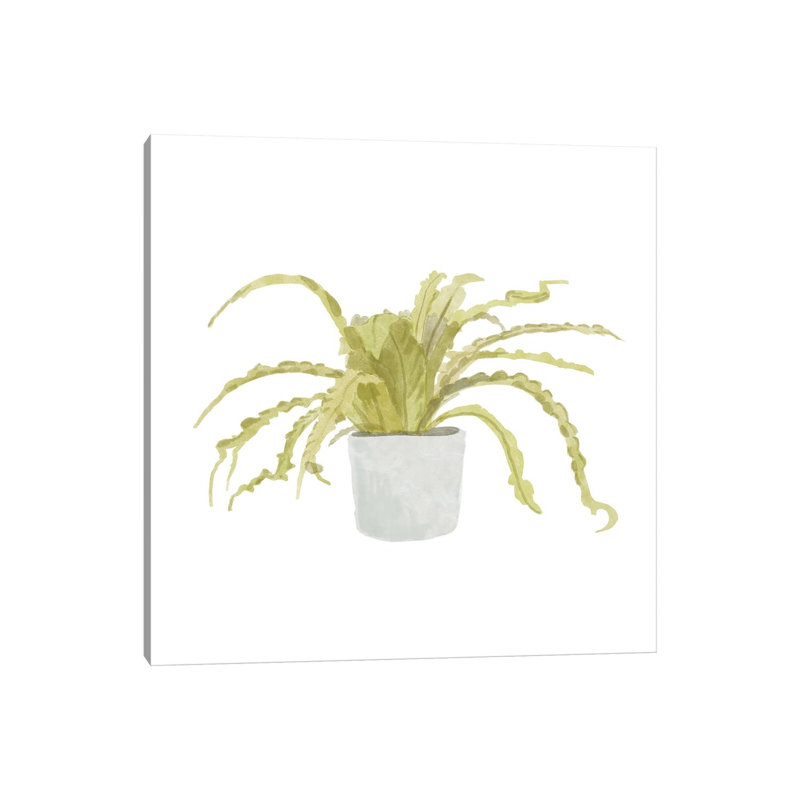 Potted Fern IV by Bannarot - Wrapped Canvas Print, 30.48 cm H x 30.48 cm W