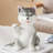 Bright And Soft Ceramic Huskies With Smooth, Exquisite And Beautiful Lines