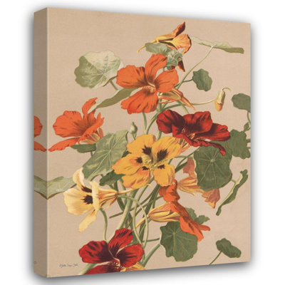 Red Barrel Studio® Stellar Design Studio Gallery Wrapped Canvas Art Titled: Antique Botanical Collection 2