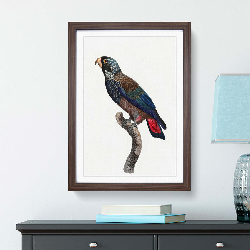 Bronze Winged Parrot by F. Levaillant - Picture Frame Graphic Art Print, Walnut Framed, 65cm H x 48cm W x 2cm D