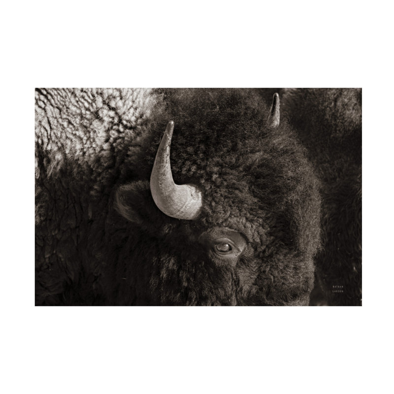 «Bison BW» par Nathan Larson - impression sur toile tendue, H 22 po x l 32 po x P 2 po