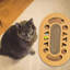 Jouet pour chat avec boule