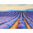 Lavender Fields - Botanical Contemporary Framed Print Decor