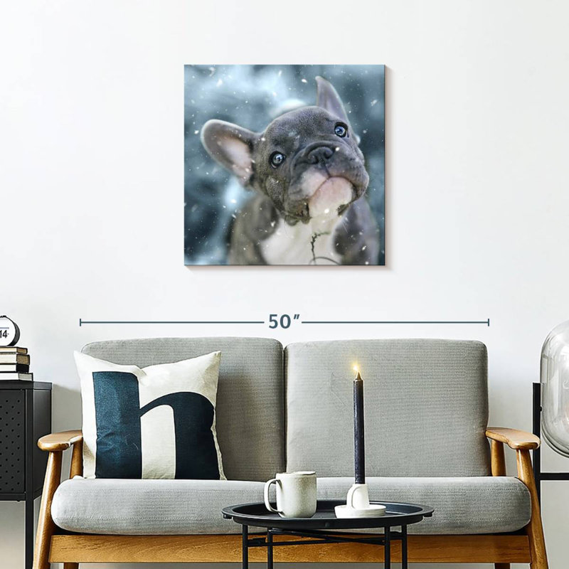 Chiot bouledogue français Brampt, H 24 po x l 24 po