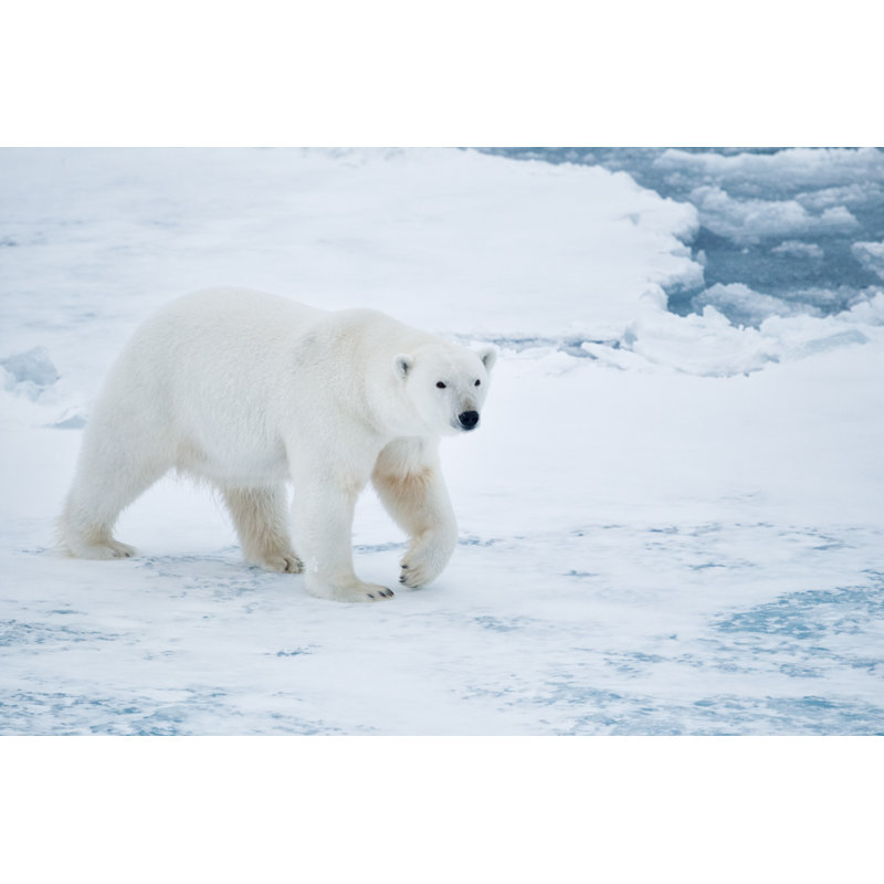 Polar bear, 20cm H x 30cm W