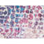 Tapis bleu clair et multicolore de haute qualité noué à la main-63321519