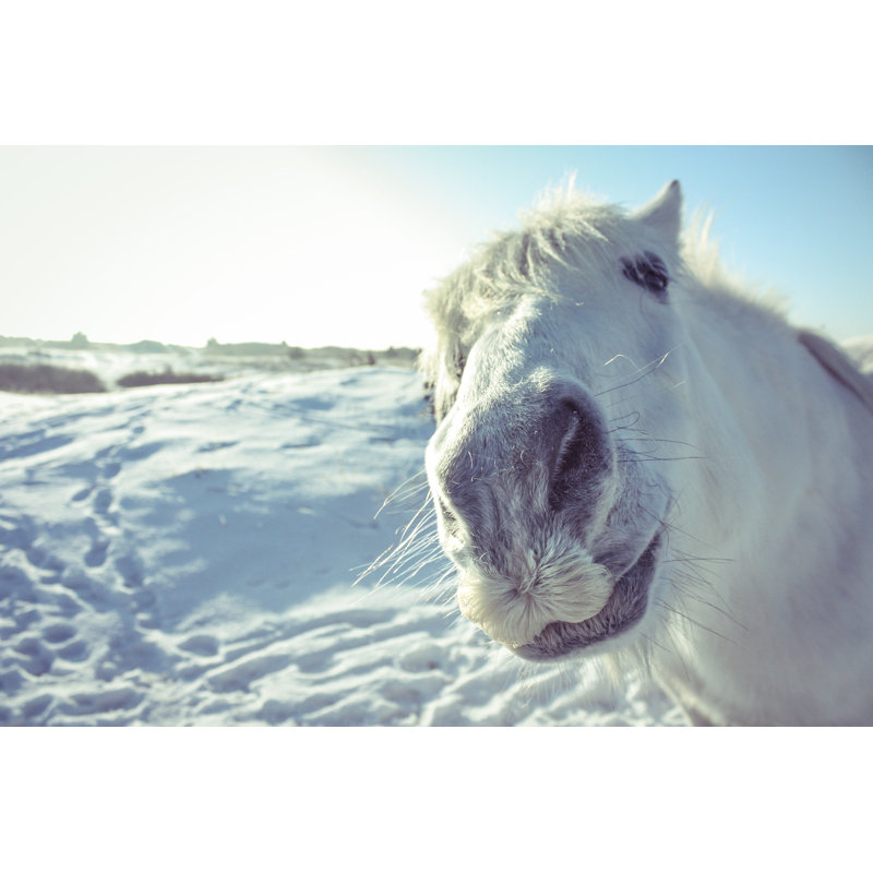 Curious white horse 1 Piece Wrapped Canvas Wall Art, 30cm H x 46cm W