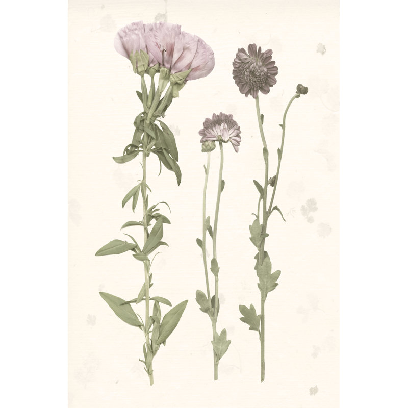 'Pressed Blooms III' by Grace Popp - Graphic Art Print, Wrapped Canvas, 30cm H x 20cm W