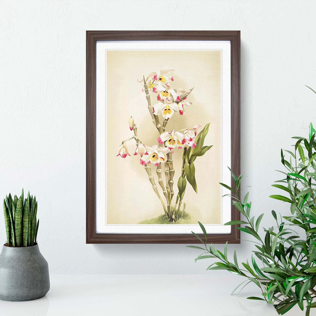 Magnolia Flowers Illustration Tab. 9 by Frederick Sander - Picture Frame Painting Print