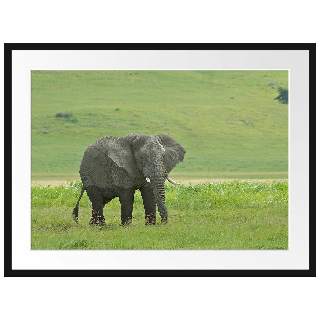 Gerahmtes Poster Gigantischer Elefant im Gras