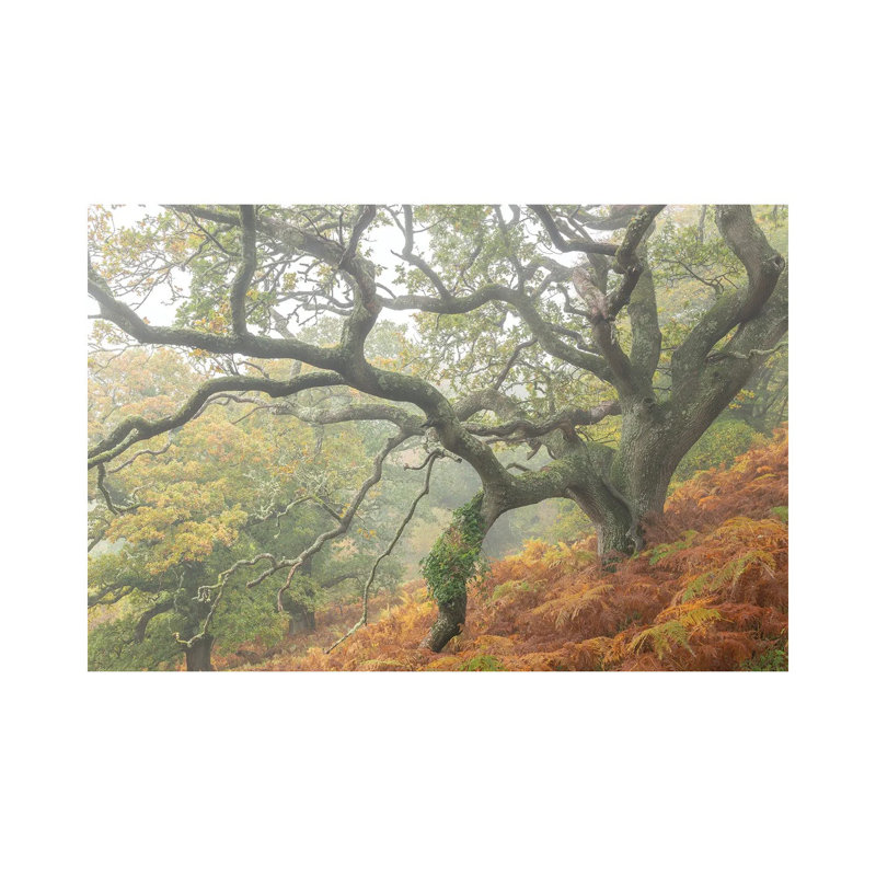The Magic Faraway Tree by Adam Burton - Wrapped Canvas Print, 101.6 cm H x 66.04 cm W x 3.175 cm D